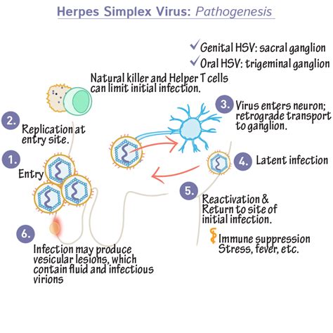 hermes virus|herpes simplex 1 versus 2.